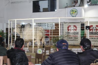 LeilÃµes da Sociedade Rural de Laranjeiras do Sul comercializam mais de 900 animais 