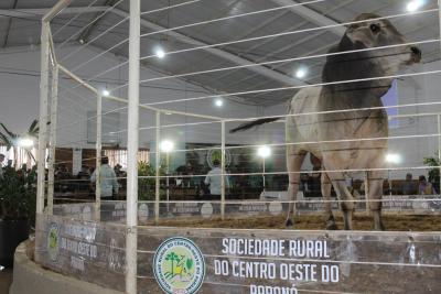 LeilÃµes da Sociedade Rural de Laranjeiras do Sul comercializam mais de 900 animais 