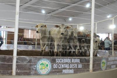 LeilÃµes da Sociedade Rural de Laranjeiras do Sul comercializam mais de 900 animais 