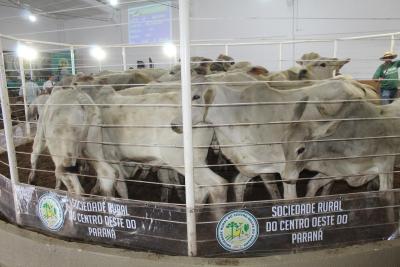 LeilÃµes da Sociedade Rural de Laranjeiras do Sul comercializam mais de 900 animais 