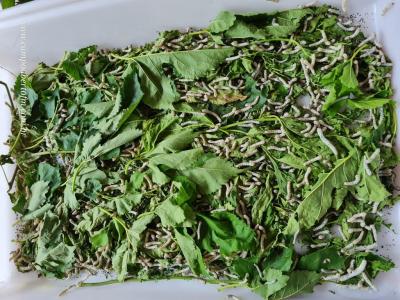 ColÃ©gio Eurico Gaspar Dutra de Virmond realiza Feira do Conhecimento