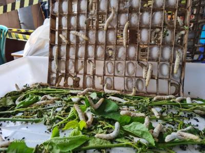 ColÃ©gio Eurico Gaspar Dutra de Virmond realiza Feira do Conhecimento