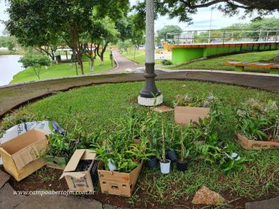 Jornal Correio do Povo realizou sÃ¡bado plantaÃ§Ã£o de mudas no lago I