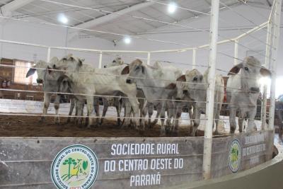 LeilÃ£o da Sociedade Rural de Laranjeira do Sul se destaca em todo o ParanÃ¡