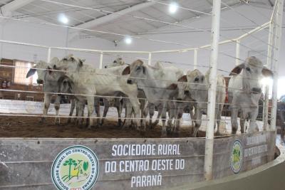 Leilão da Sociedade Rural de Laranjeira do Sul se destaca em todo o Paraná