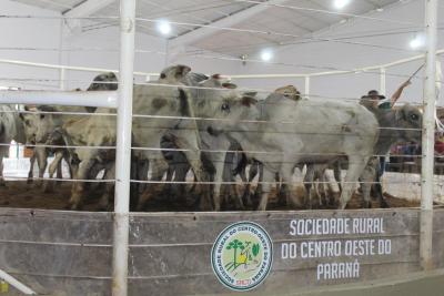 Leilão da Sociedade Rural de Laranjeira do Sul se destaca em todo o Paraná