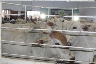LeilÃ£o da Sociedade Rural de Laranjeira do Sul se destaca em todo o ParanÃ¡
