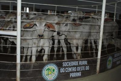LeilÃ£o da Sociedade Rural de Laranjeira do Sul se destaca em todo o ParanÃ¡