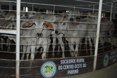 Leilão da Sociedade Rural de Laranjeira do Sul se destaca em todo o Paraná