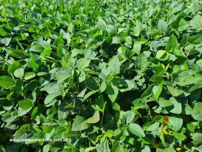 Dia de Campo da Coprossel teve uma Ã³tima participaÃ§Ã£o dos associados
