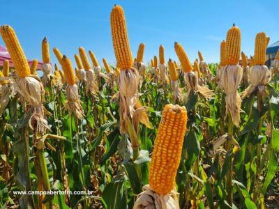 Dia de Campo da Coprossel teve uma Ã³tima participaÃ§Ã£o dos associados