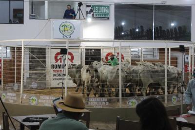 INTEGRA 2024 â€“ LeilÃµes de gado de corte comercializaram mais de mil animais 