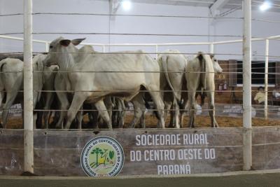 INTEGRA 2024 â€“ LeilÃµes de gado de corte comercializaram mais de mil animais 