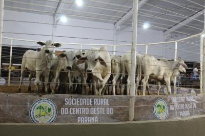 INTEGRA 2024 â€“ LeilÃµes de gado de corte comercializaram mais de mil animais 