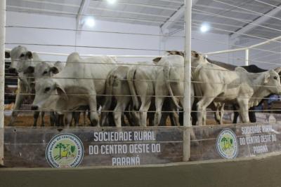 INTEGRA 2024 â€“ LeilÃµes de gado de corte comercializaram mais de mil animais 
