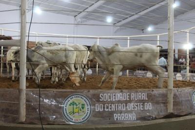 INTEGRA 2024 â€“ LeilÃµes de gado de corte comercializaram mais de mil animais 