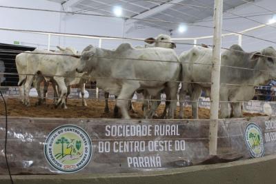 INTEGRA 2024 – Leilões de gado de corte comercializaram mais de mil animais 