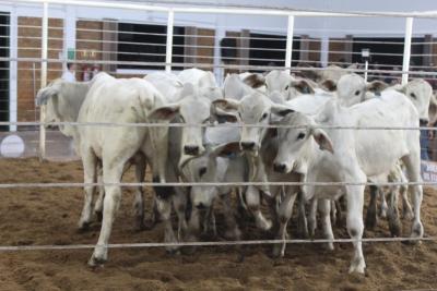 INTEGRA 2024 – Leilões de gado de corte comercializaram mais de mil animais 