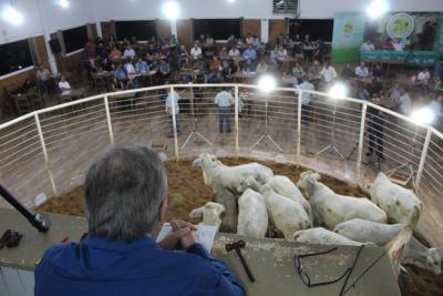 INTEGRA 2024 â€“ LeilÃµes de gado de corte comercializaram mais de mil animais 