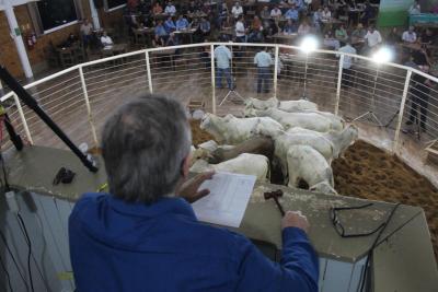 INTEGRA 2024 – Leilões de gado de corte comercializaram mais de mil animais 