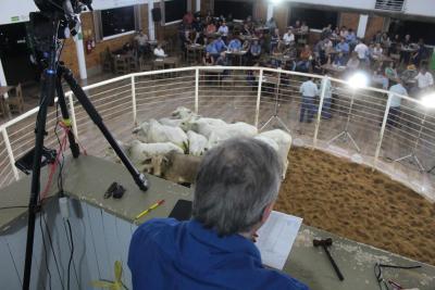 INTEGRA 2024 – Leilões de gado de corte comercializaram mais de mil animais 