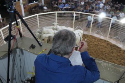 INTEGRA 2024 – Leilões de gado de corte comercializaram mais de mil animais 