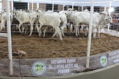 INTEGRA 2024 â€“ LeilÃµes de gado de corte comercializaram mais de mil animais 