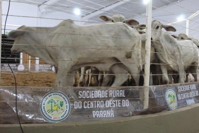 INTEGRA 2024 â€“ LeilÃµes de gado de corte comercializaram mais de mil animais 