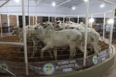 INTEGRA 2024 â€“ LeilÃµes de gado de corte comercializaram mais de mil animais 