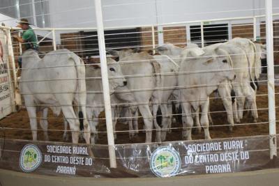 INTEGRA 2024 â€“ LeilÃµes de gado de corte comercializaram mais de mil animais 