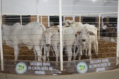 INTEGRA 2024 â€“ LeilÃµes de gado de corte comercializaram mais de mil animais 