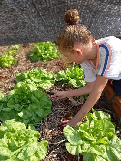LS: Alunos do 5Âº Ano da Escola JosÃ© BonifÃ¡cio Colhem Alfaces em Projeto de Horta Escolar