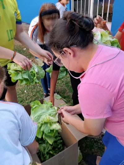 LS: Alunos do 5Âº Ano da Escola JosÃ© BonifÃ¡cio Colhem Alfaces em Projeto de Horta Escolar
