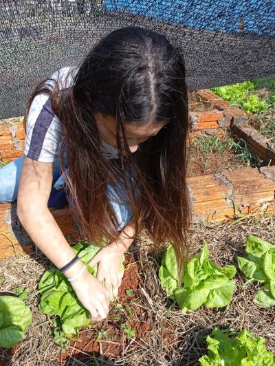 LS: Alunos do 5Âº Ano da Escola JosÃ© BonifÃ¡cio Colhem Alfaces em Projeto de Horta Escolar