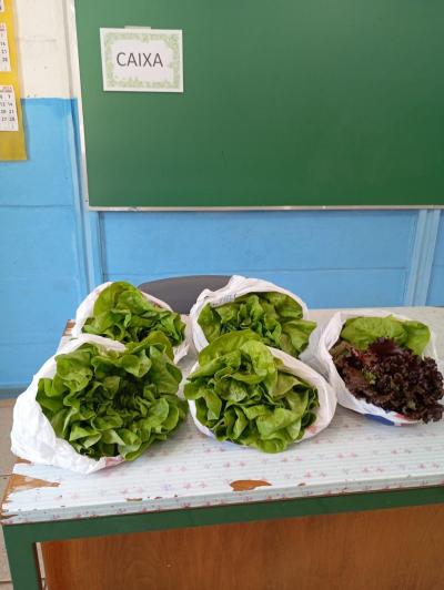 LS: Alunos do 5Âº Ano da Escola JosÃ© BonifÃ¡cio Colhem Alfaces em Projeto de Horta Escolar