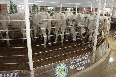 LeilÃ£o de Gado de Corte da Sociedade Rural de Laranjeiras acontece nesta quarta-feira, 16/10