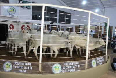 LeilÃ£o de Gado de Corte da Sociedade Rural de Laranjeiras acontece nesta quarta-feira, 16/10