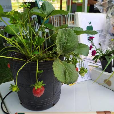 LS: UFFS promove atividades para fortalecer a horticultura na regiÃ£o