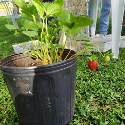 LS: UFFS promove atividades para fortalecer a horticultura na regiÃ£o