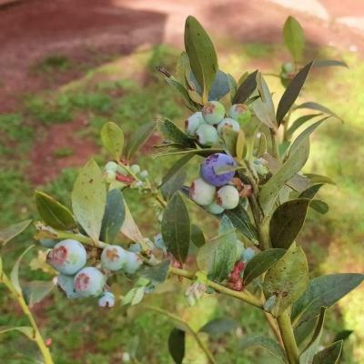 LS: UFFS promove atividades para fortalecer a horticultura na regiÃ£o