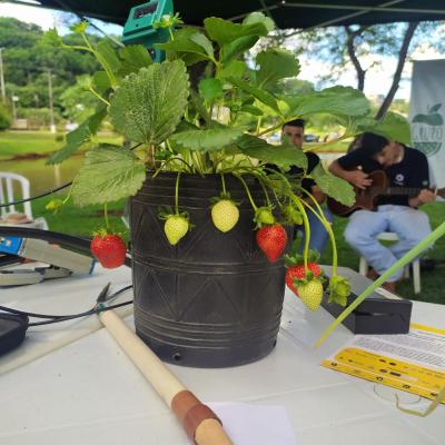 LS: UFFS promove atividades para fortalecer a horticultura na regiÃ£o