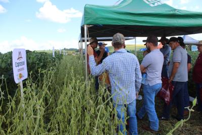 Coprossel - Dia de Campo em Porto Barreiro reuniu produtores e tÃ©cnicos em prol de maiores produtividades