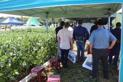 Coprossel - Dia de Campo em Porto Barreiro reuniu produtores e tÃ©cnicos em prol de maiores produtividades