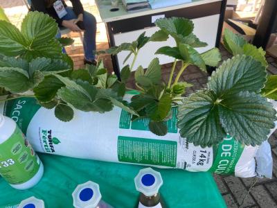 LS: Mais de 300 inscritos no Encontro do Morangueiro