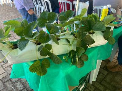 LS: Mais de 300 inscritos no Encontro do Morangueiro