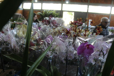15ª Feira de Mudas do Rotary movimenta Laranjeiras do Sul com flores, frutíferas e ornamentais