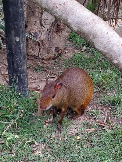 Romaria da Imagem Peregrina de Laranjeiras do Sul retorna de Aparecida com fé renovada e corações cheios de amor