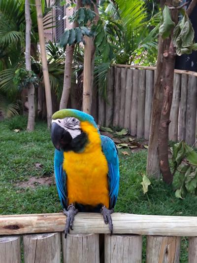 Romaria da Imagem Peregrina de Laranjeiras do Sul retorna de Aparecida com fé renovada e corações cheios de amor