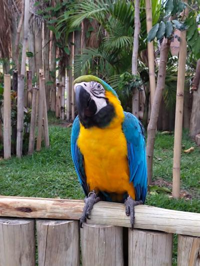 Romaria da Imagem Peregrina de Laranjeiras do Sul retorna de Aparecida com fé renovada e corações cheios de amor