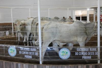 Feira de Bezerros e Bezerras da Sociedade Rural acontece dia 15 de março em durante a Expoagro